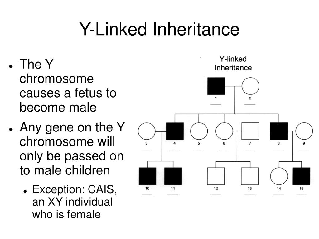 PPT Pedigrees & Analysis PowerPoint Presentation, free