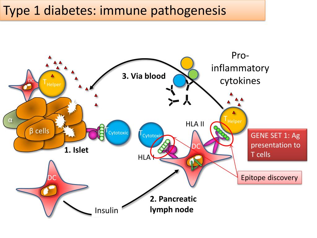 PPT Who gets the autoimmune disease Type 1 diabetes, and why