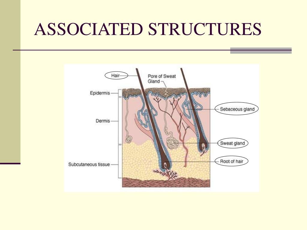 PPT Chapter 12 Medical Terminology and Chapter 5 Body Structures THE