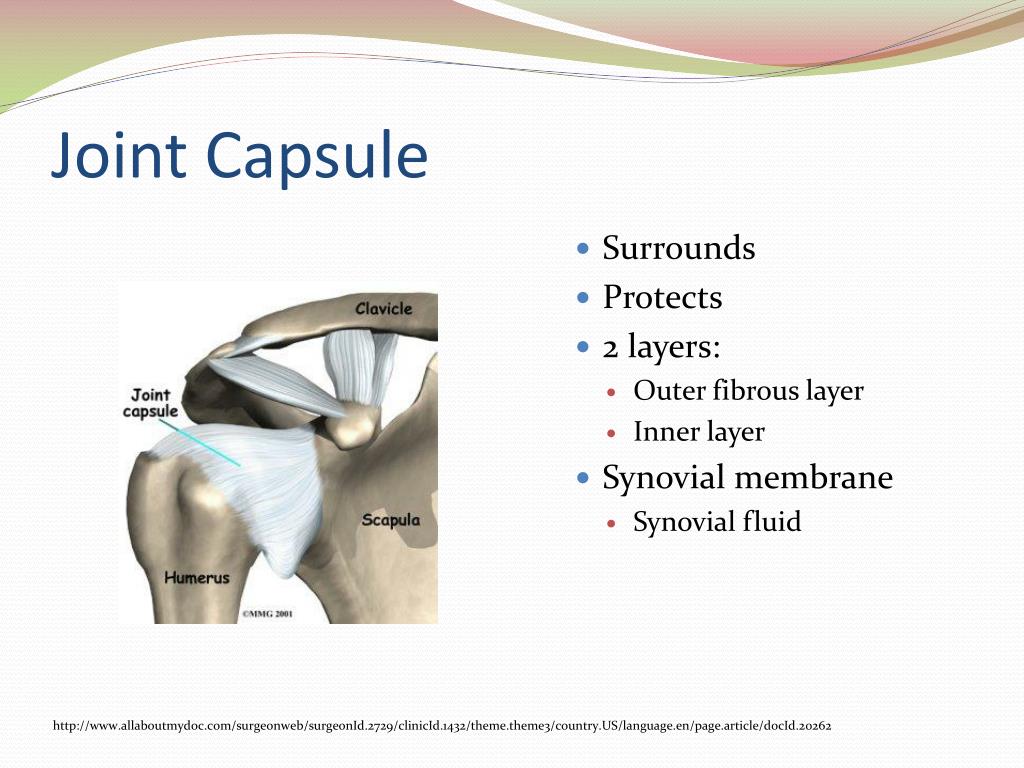 PPT The Articular System PowerPoint Presentation, free download ID3868640