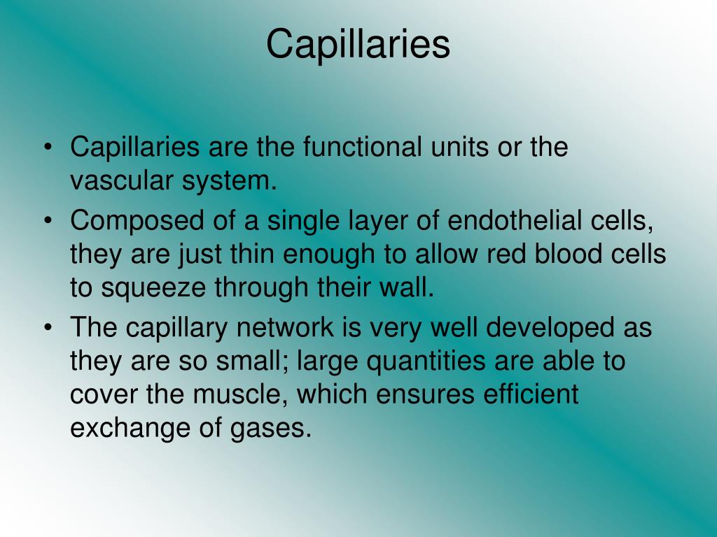 PPT Blood Vessels PowerPoint Presentation, free download ID3873545