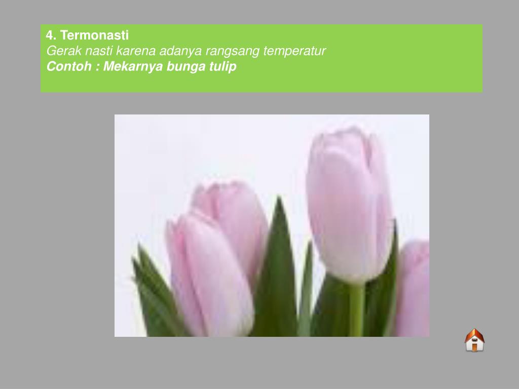 PPT GERAK TUMBUHAN PowerPoint Presentation, free download ID3875076