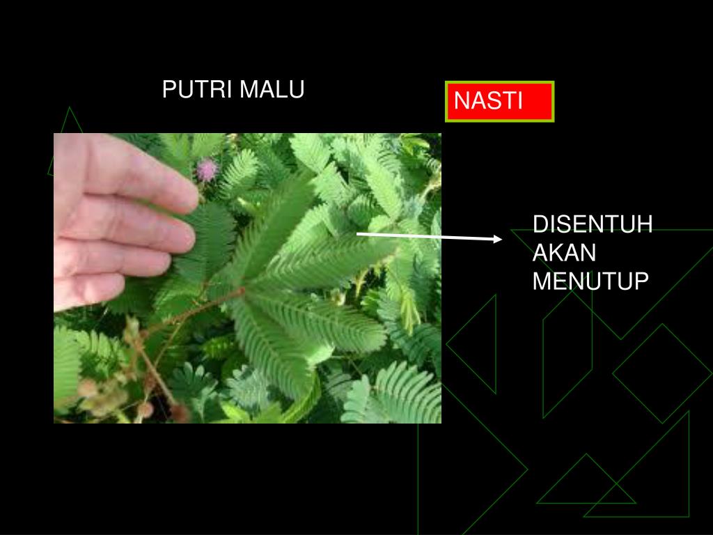 PPT CHAPTER 8 GERAK PADA TUMBUHAN PowerPoint Presentation, free