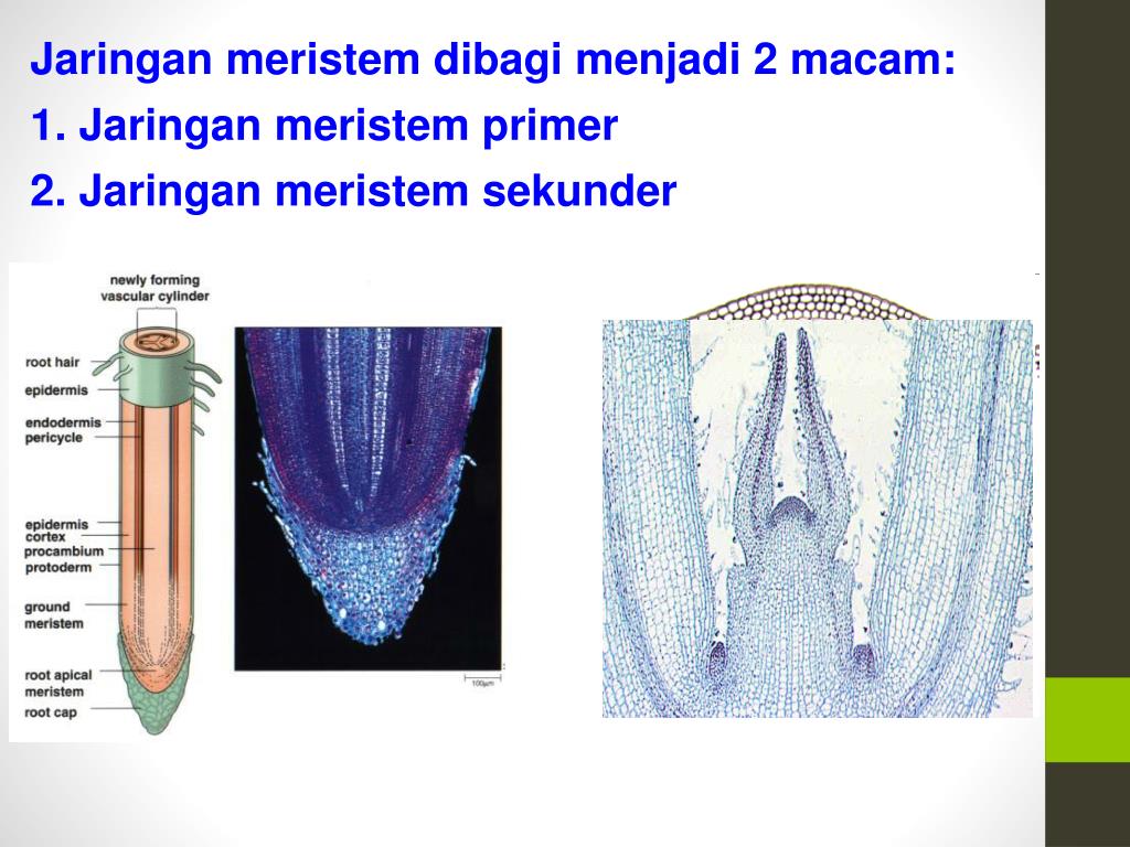 PPT Jaringan Tumbuhan PowerPoint Presentation, free download ID3876553