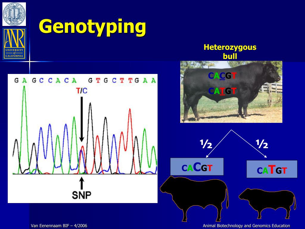 PPT MarkerAssisted Selection PowerPoint Presentation, free download