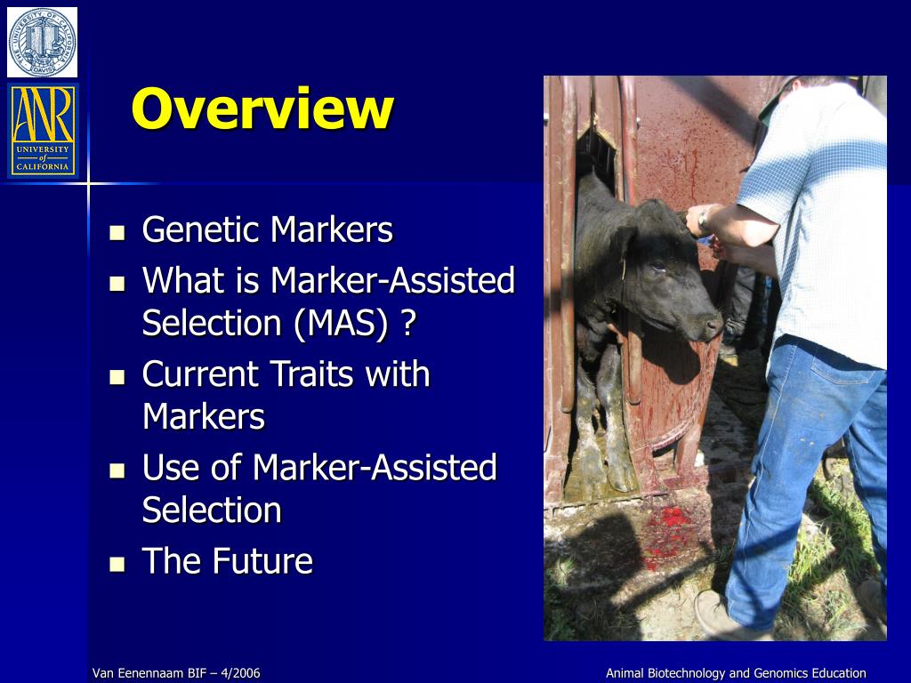 PPT MarkerAssisted Selection PowerPoint Presentation, free download