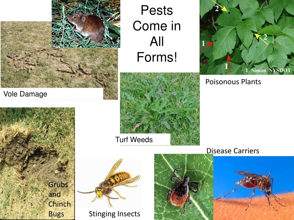 PPT Managing and Preventing Weeds and Other Outdoor Pests PowerPoint