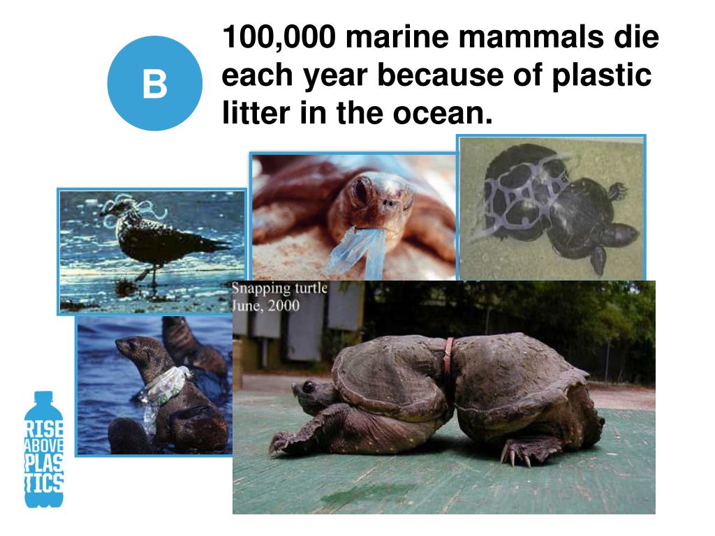 PPT When did plastics so popular? PowerPoint Presentation