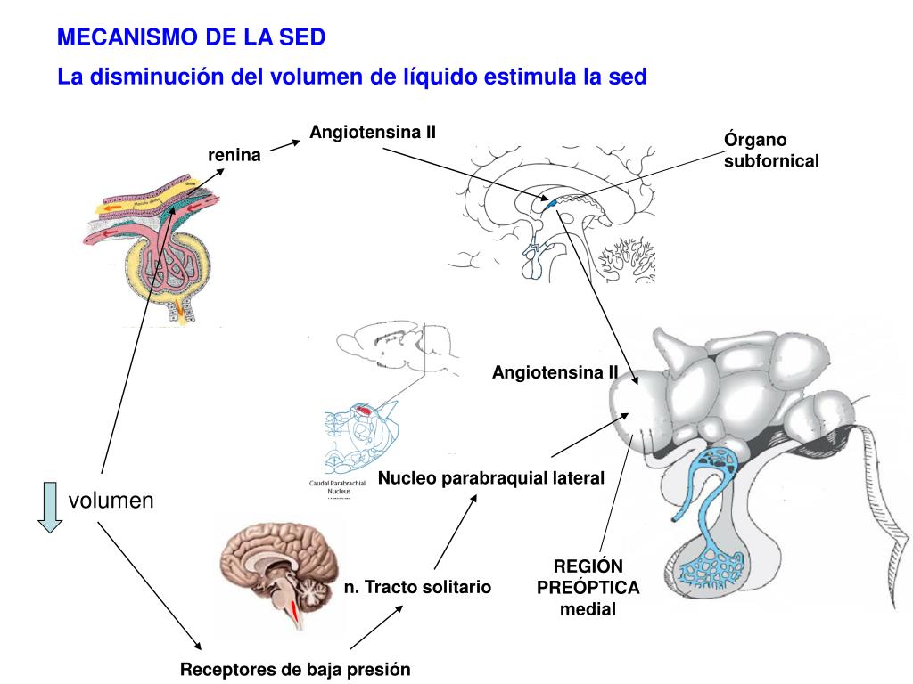 PPT HIPOTÁLAMO PowerPoint Presentation, free download ID3884350