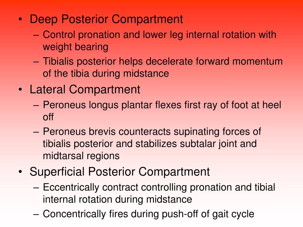 PPT Chapter 23 Rehabilitation of Lower Leg Injuries PowerPoint