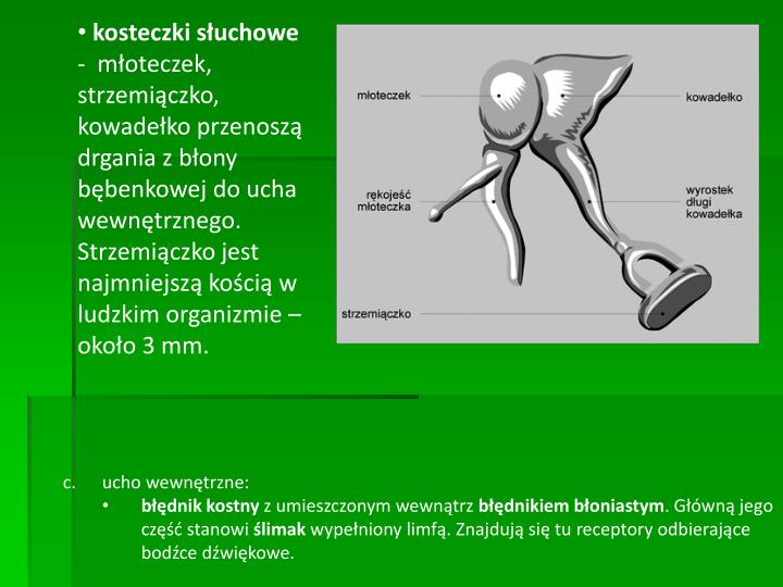 PPT Zmysły Człowieka PowerPoint Presentation ID3888541