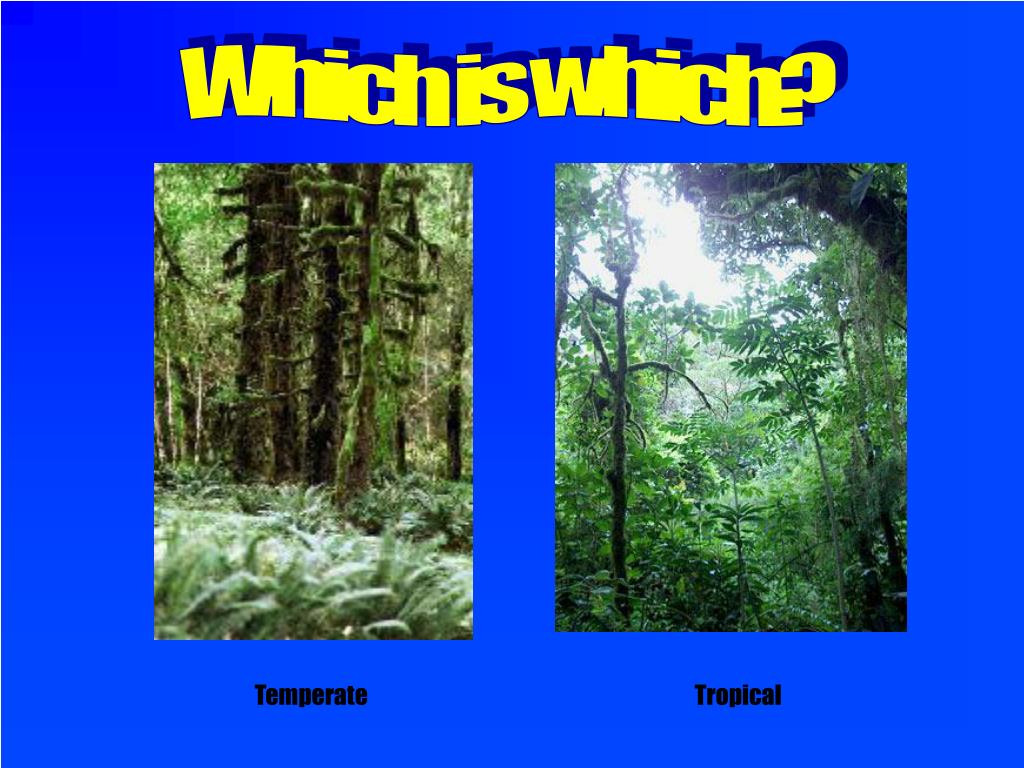 Differences Between Jungle And Rainforest at Tamika Cajigas blog