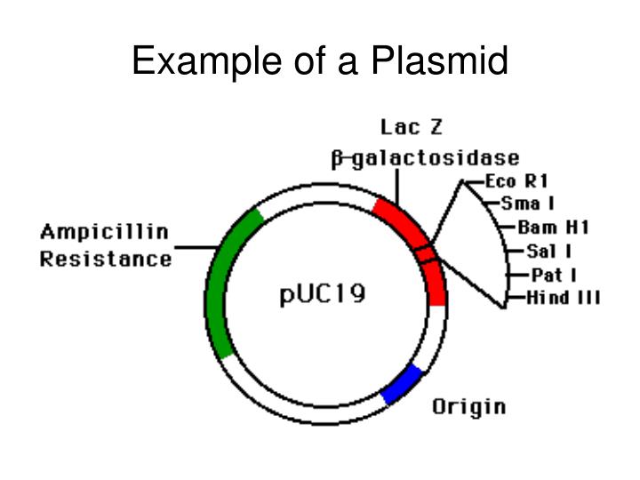 Minicircle DNA Provides Enhanced and Prolonged Transgene. Nat…