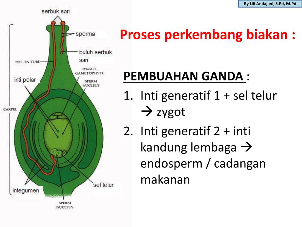 PPT SISTEM DALAM TUBUH TUMBUHAN PowerPoint Presentation, free