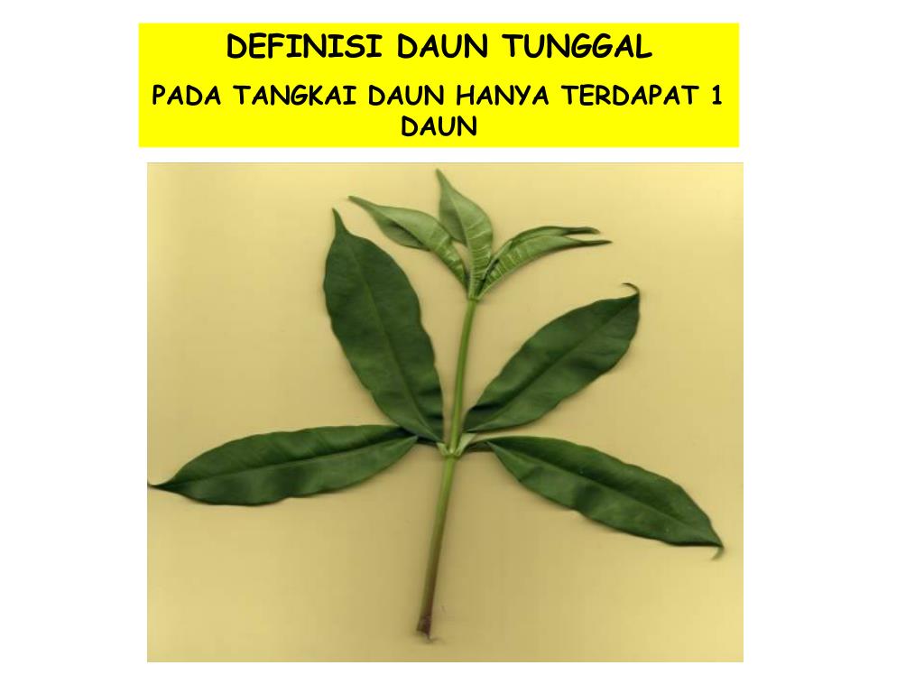 PPT DAUN TUNGGAL (Folium simplex) PowerPoint Presentation, free