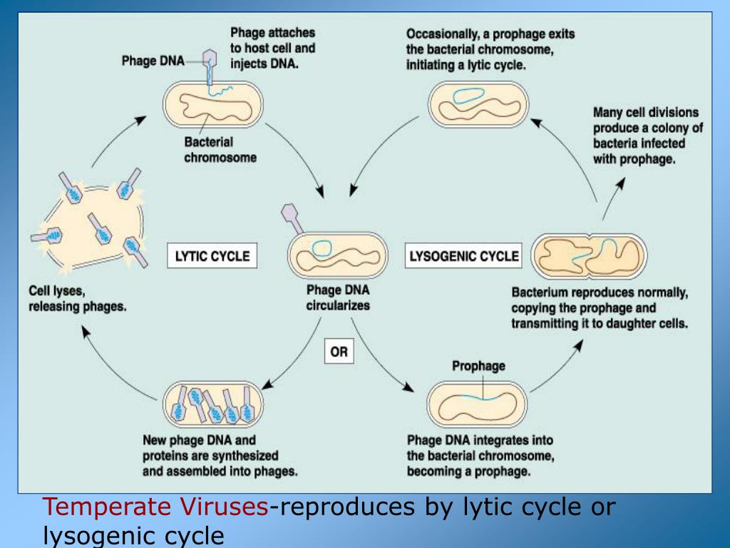 PPT of Viruses and Bacteria PowerPoint Presentation, free