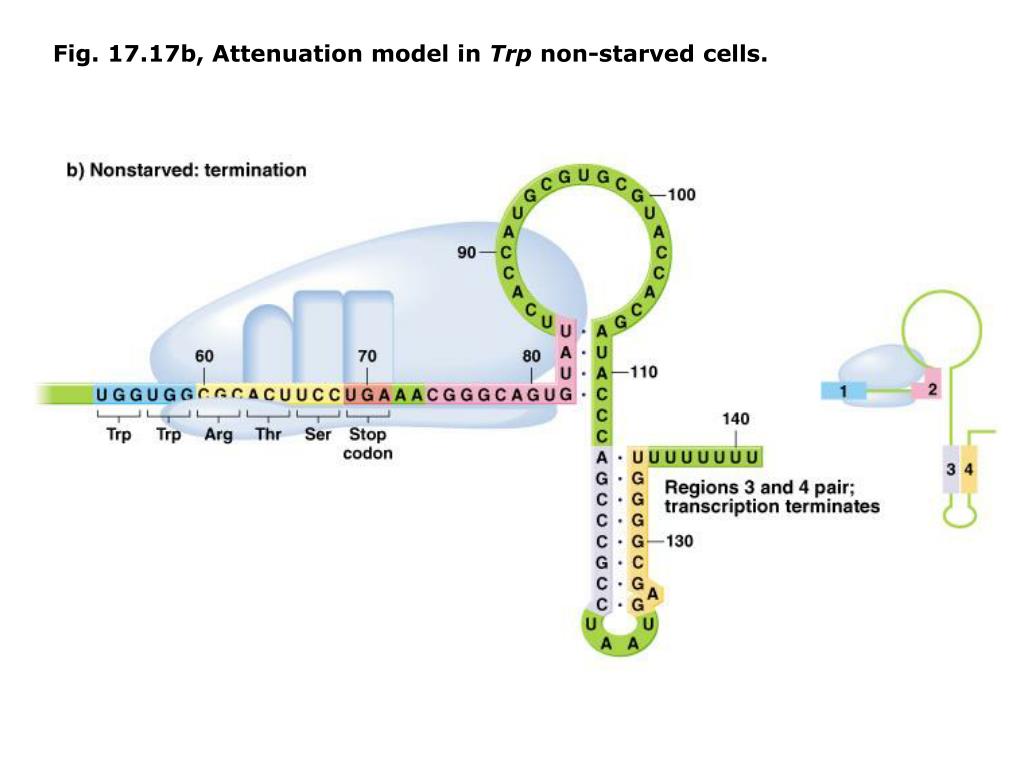 PPT Chapter 17 Regulation of gene expression in bacteria lac Operon