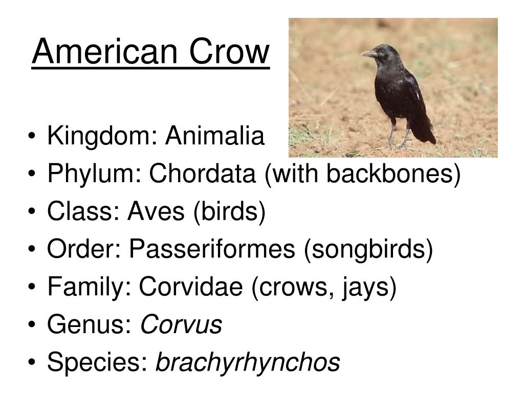 PPT Classification Chapter 17 PowerPoint Presentation, free download