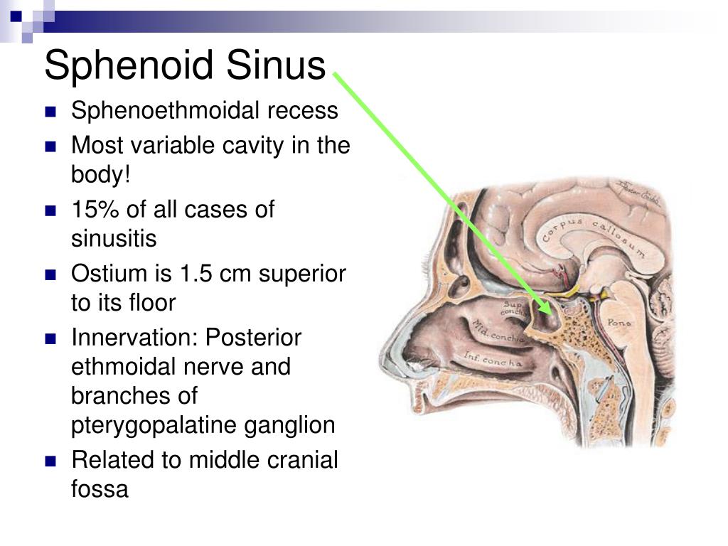 PPT Nasal Cavity and Pterygopalatine Fossa PowerPoint Presentation