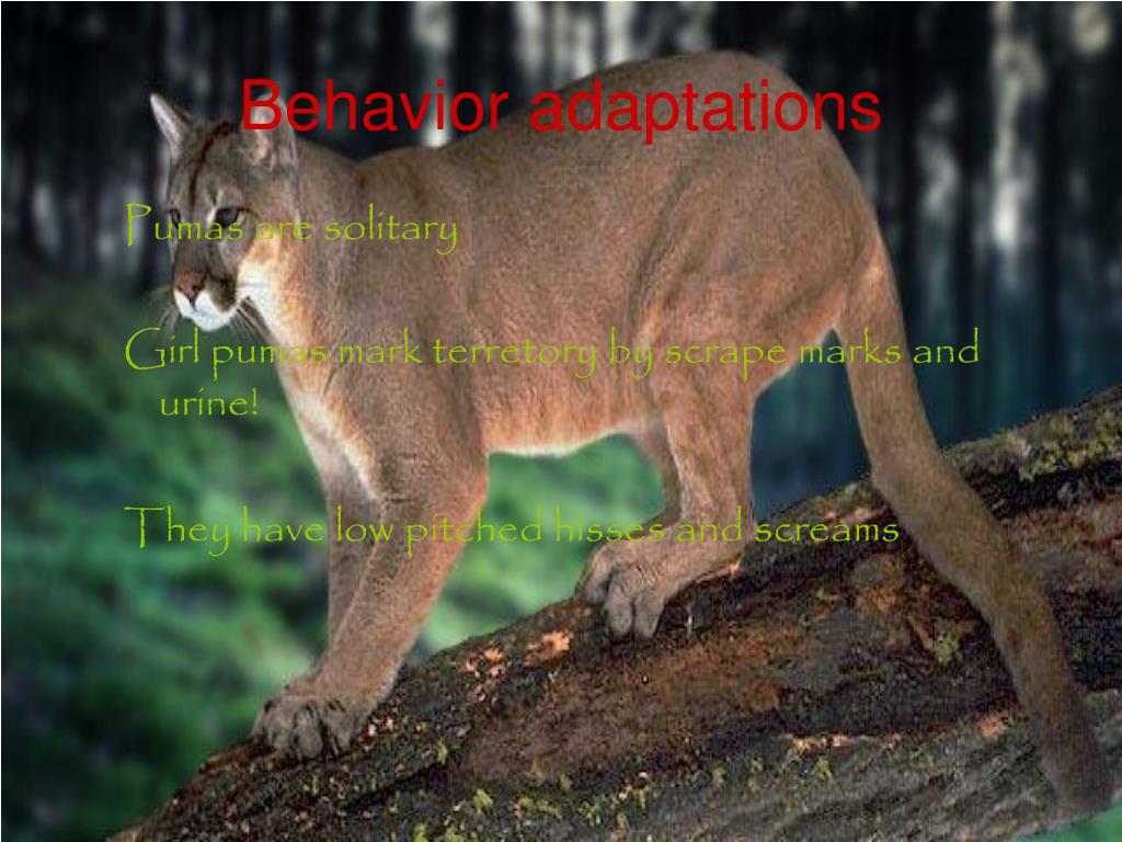 PPT PUMA PowerPoint Presentation, free download ID3909749