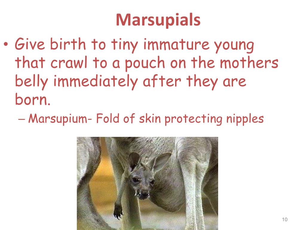 PPT Mammalian Classification PowerPoint Presentation, free download