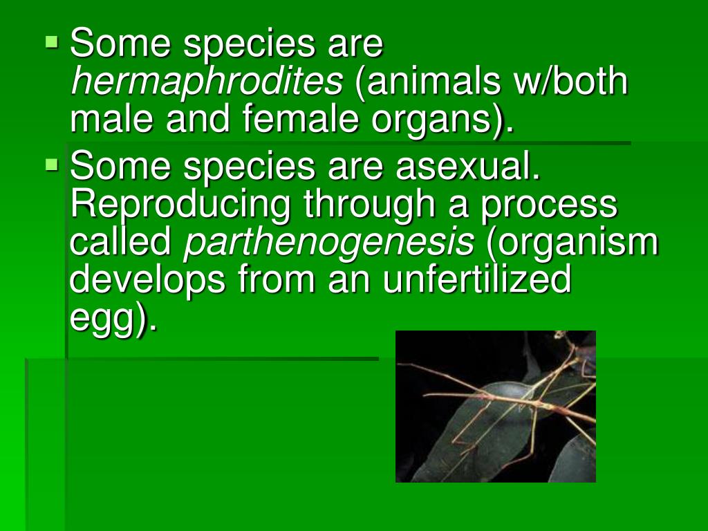 PPT Arthropods PowerPoint Presentation, free download ID3911105