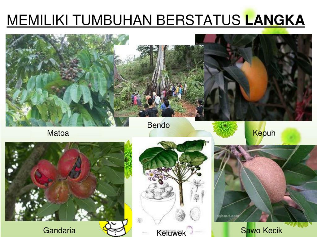 PPT KEANEKARAGAMAN hayati di Indonesia dan usaha pelestarian serta