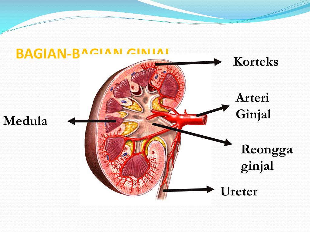 PPT SISTEM PENGELUARAN (SISTEM EKSKRESI ) PowerPoint Presentation