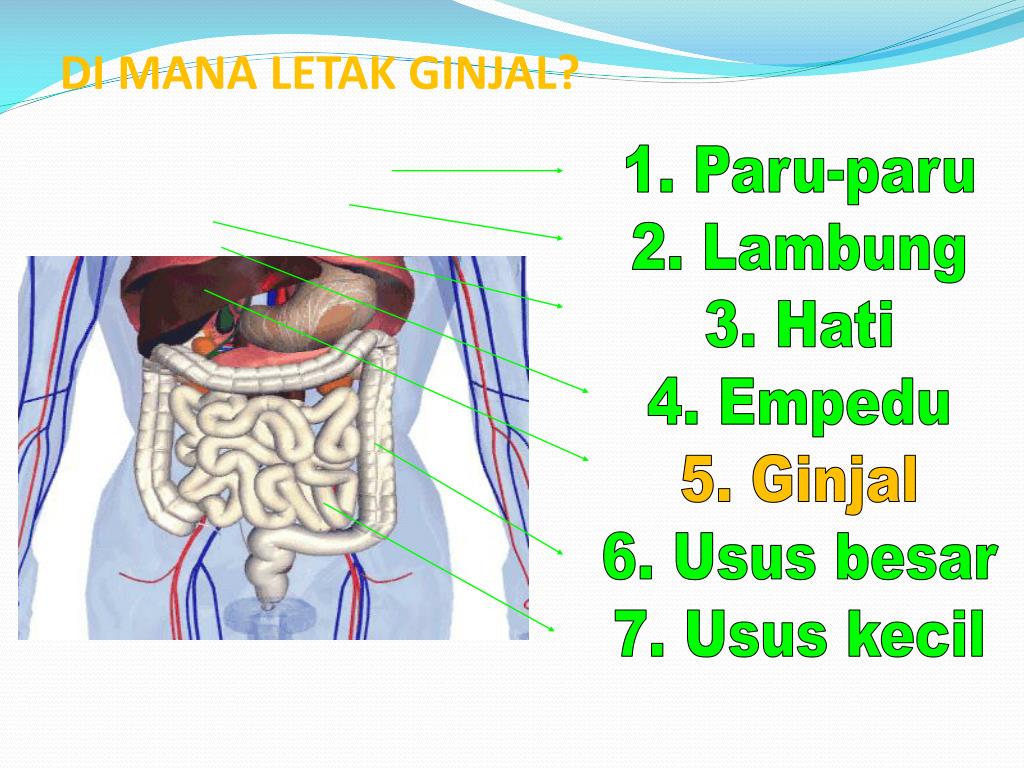 Letak Ginjal Pada Tubuh Manusia Image Sites