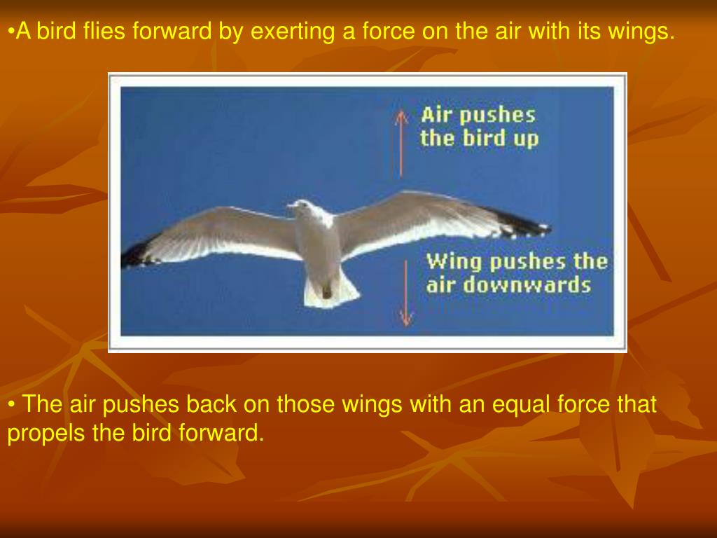 PPT Newton’s 3rd Law of Motion Action and Reaction PowerPoint