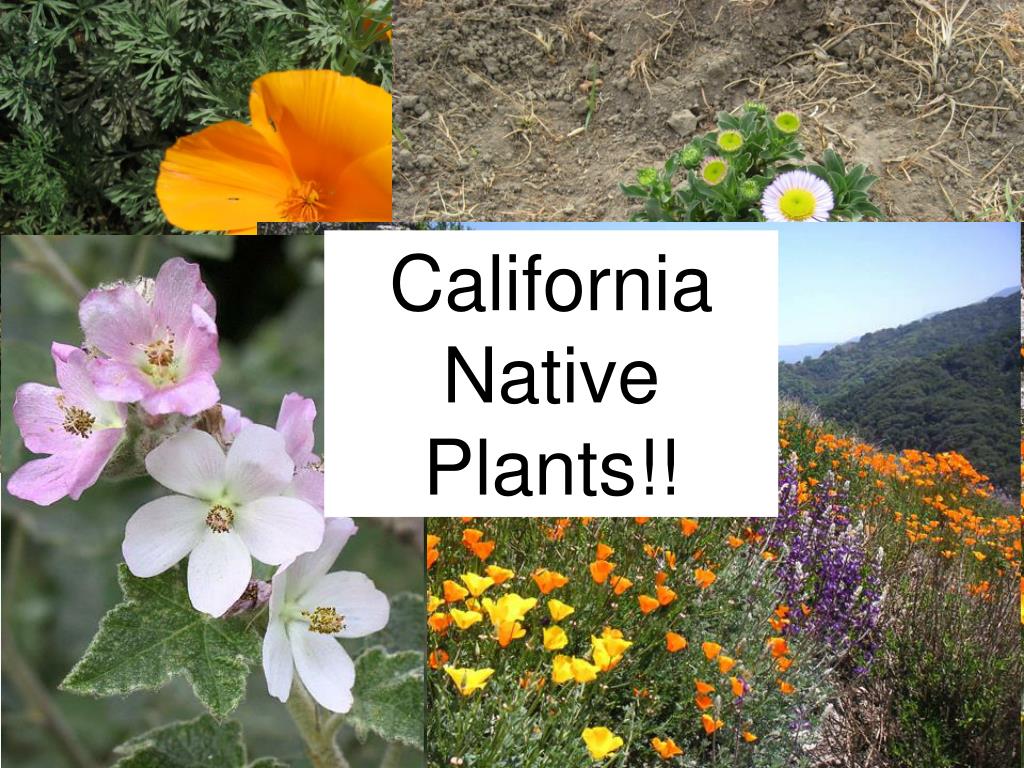 PPT California Native Plants!! PowerPoint Presentation, free download
