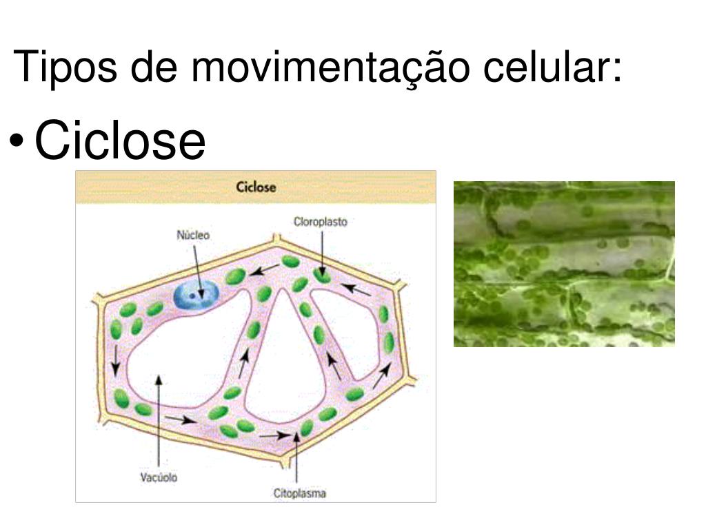 PPT CITOLOGIA PowerPoint Presentation, free download ID3920694