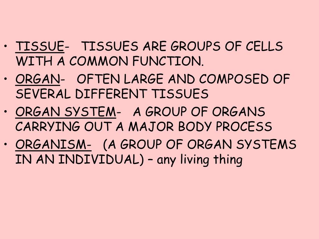 PPT Chapter 2 The Chemical Level of Organization PowerPoint