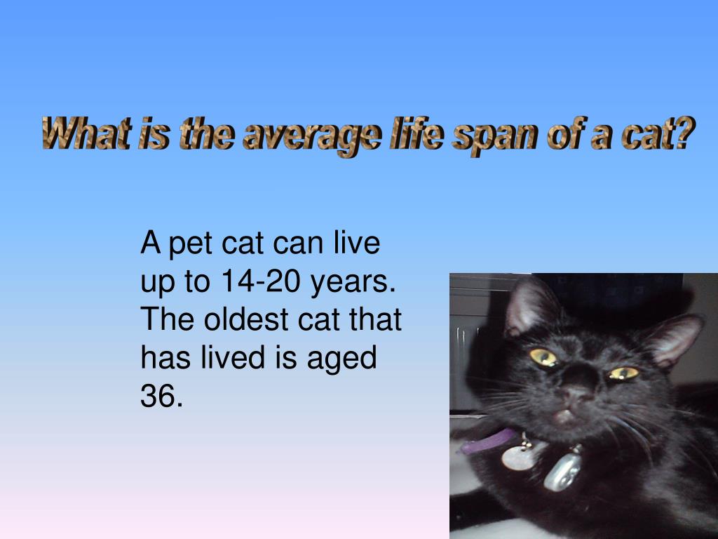 PPT to the cat life cycle PowerPoint Presentation, free download ID3924307