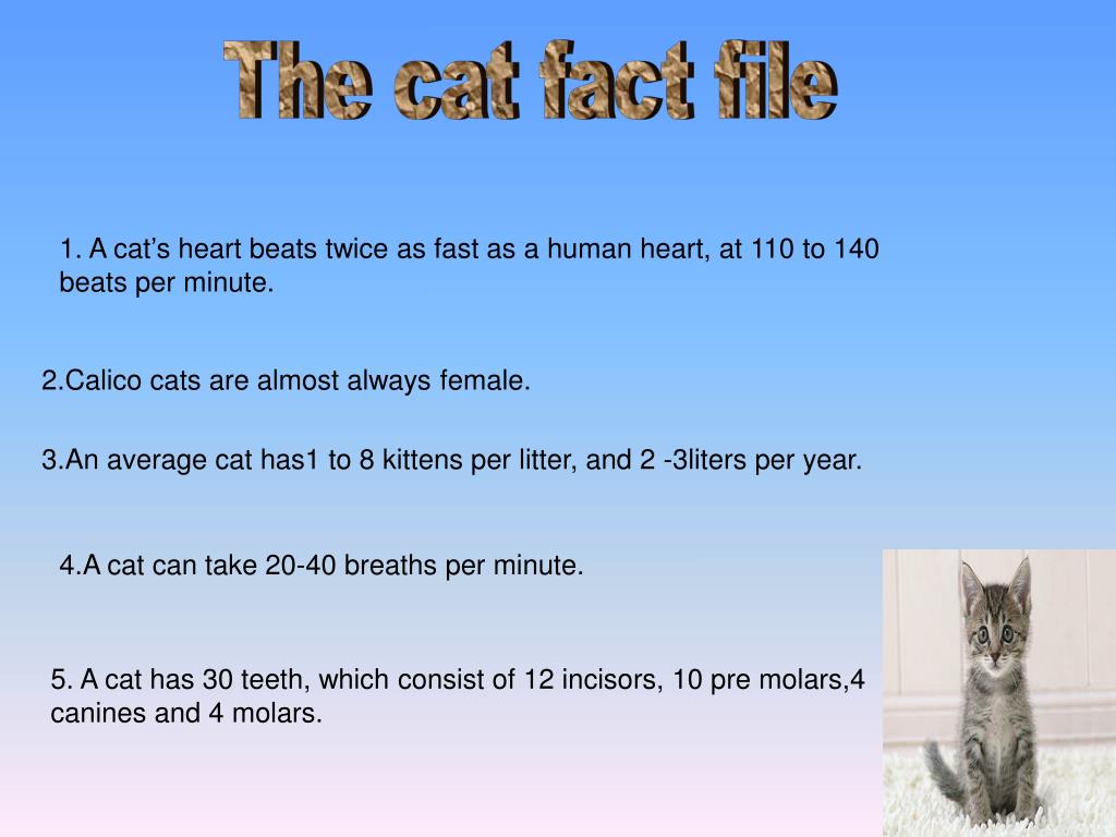 PPT to the cat life cycle PowerPoint Presentation, free download ID3924307