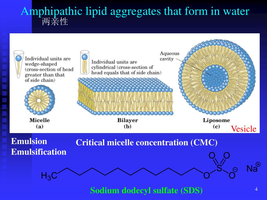 PPT Chapter 3. Lipids PowerPoint Presentation, free download ID3925344