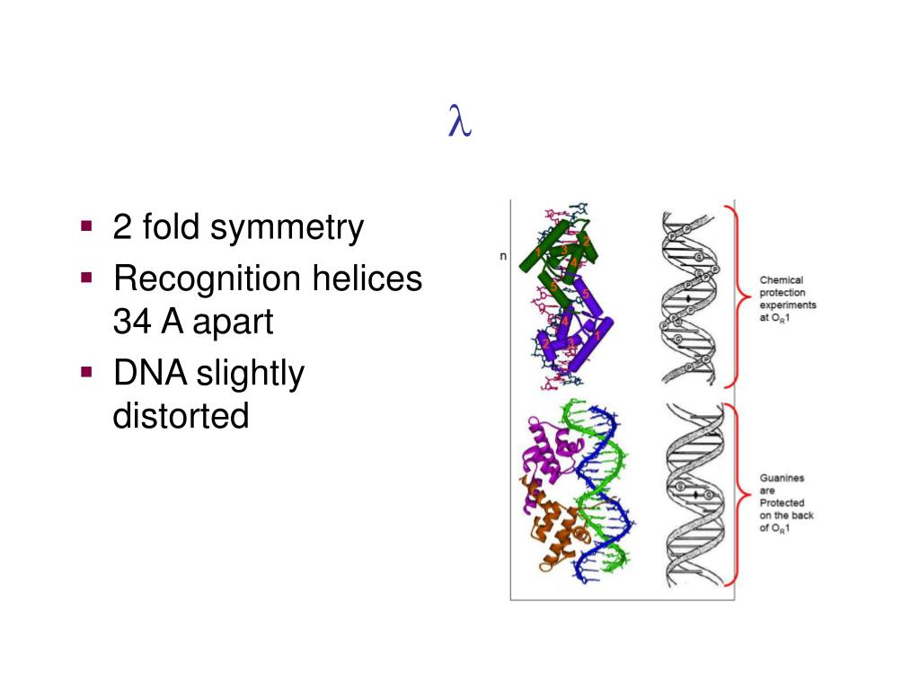 PPT Protein Nucleic Acid Interactions PowerPoint Presentation, free