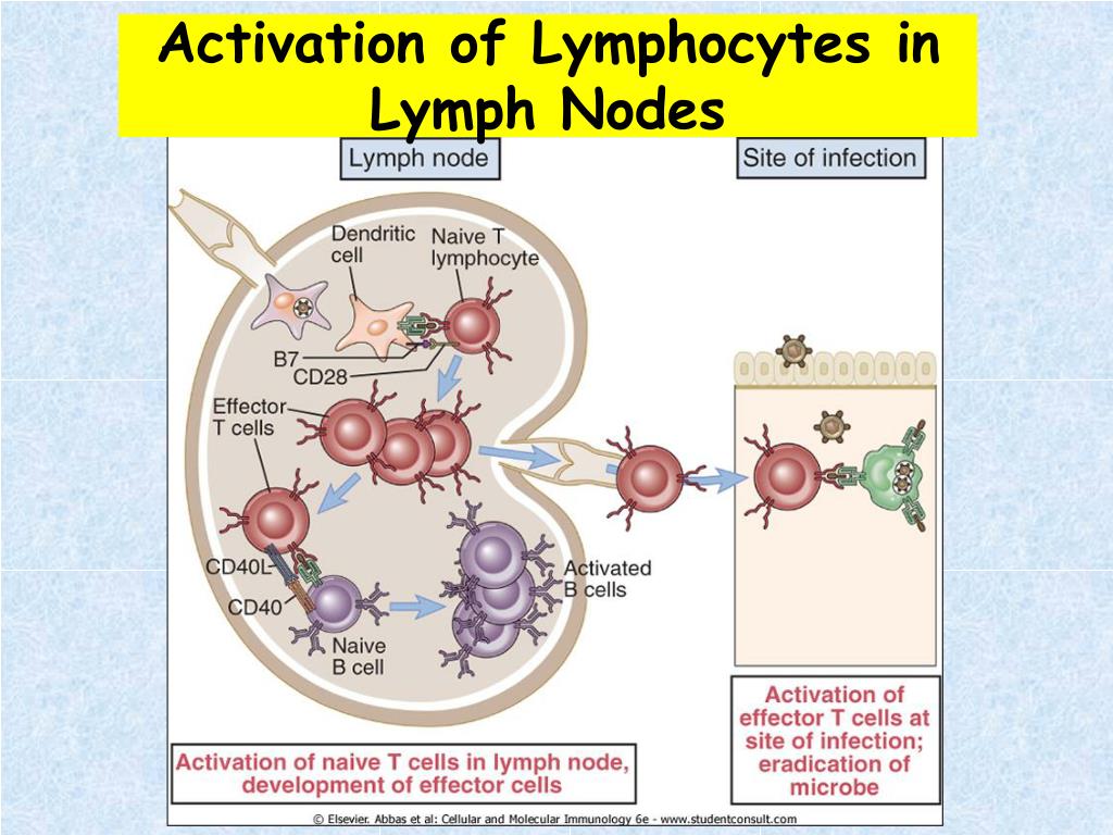PPT Lymphocyte Activation & Immune Tolerance PowerPoint Presentation