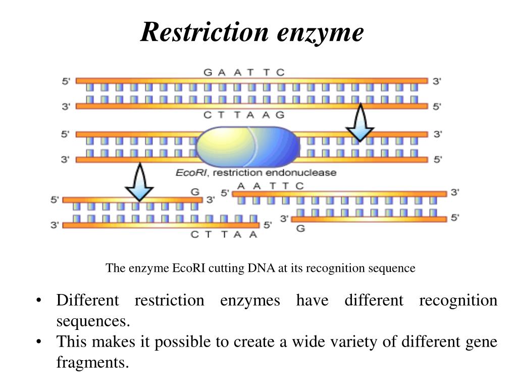 PPT Restriction Enzyme Digestion & Southern Blotting of DNA