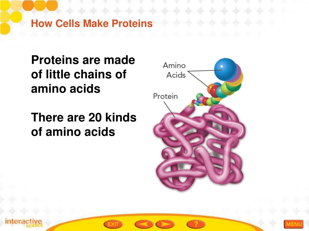 PPT Table of Contents The Code How Cells Make Proteins