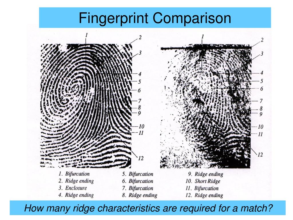 PPT Fingerprints PowerPoint Presentation, free download ID3930838