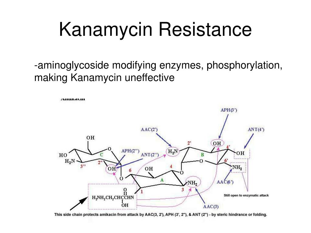 PPT Antibiotics PowerPoint Presentation, free download