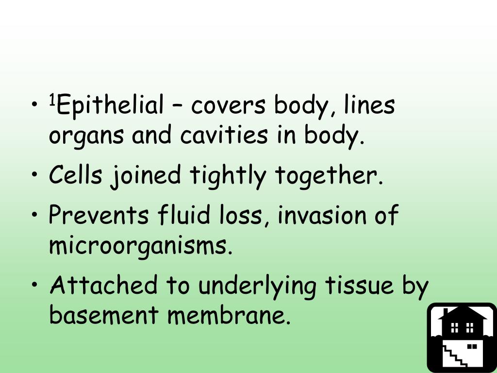 PPT Animal Structure and Function PowerPoint Presentation, free