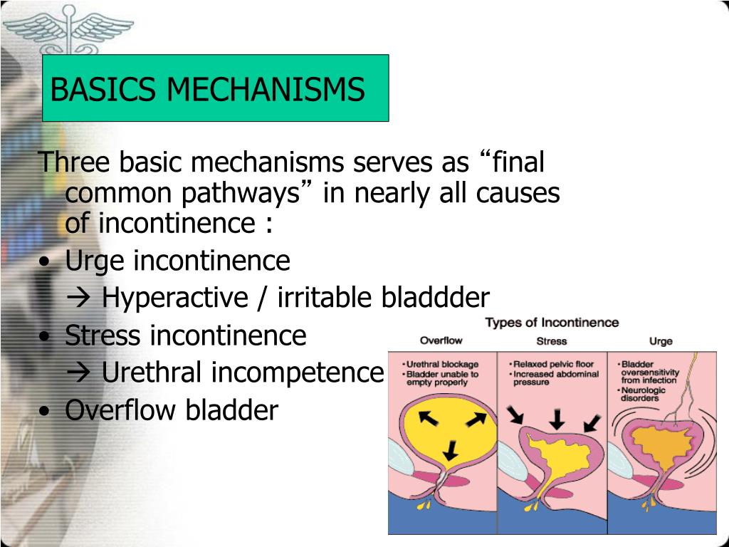 PPT Inkontinensia Urin PowerPoint Presentation, free download ID