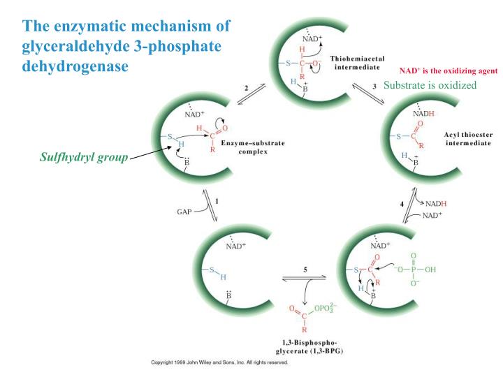 PPT Chapter 17 Glycolysis PowerPoint Presentation ID3944696