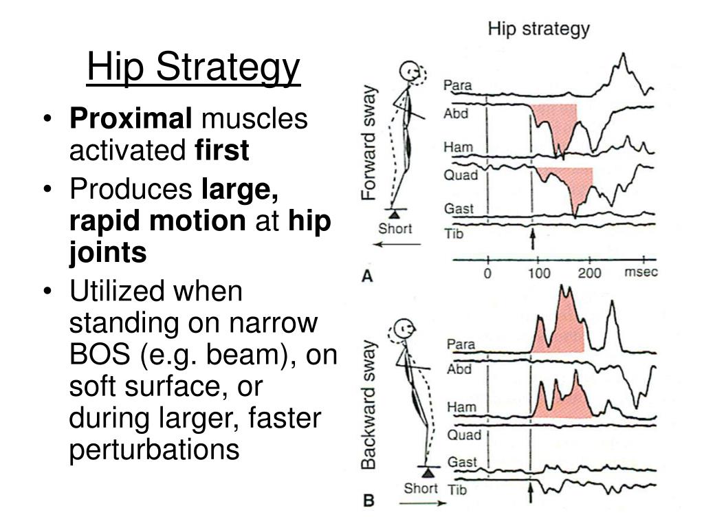 PPT PTP 512 Neuroscience in Physical Therapy Postural Control