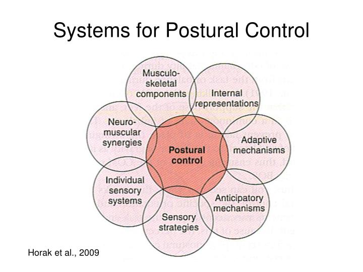 PPT PTP 512 Neuroscience in Physical Therapy Postural Control