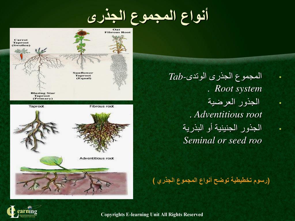 PPT الفصل الخامس الشكل الظاهرى للجذور Morphological of