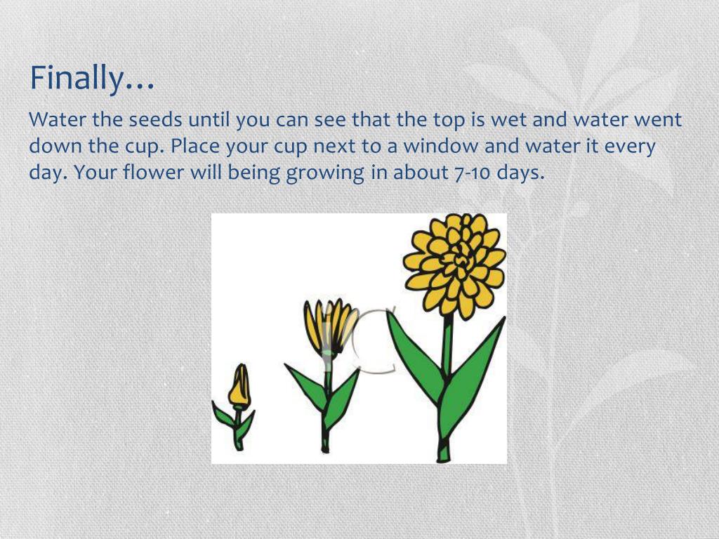 PPT How to plant a flower in a cup/pot PowerPoint Presentation, free