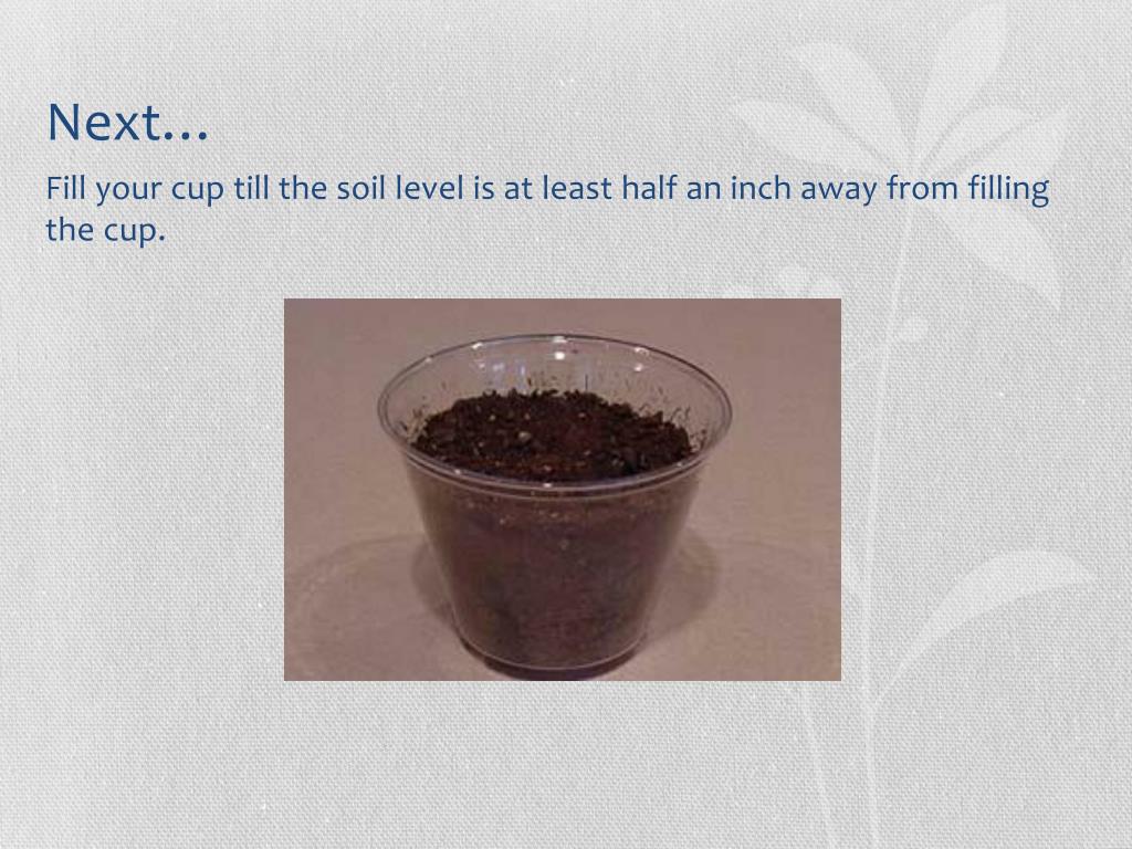 PPT How to plant a flower in a cup/pot PowerPoint Presentation, free